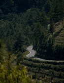 A winding forest road perfect for RV travel, surrounded by tall green trees.