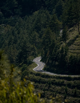 A winding forest road perfect for RV travel, surrounded by tall green trees.