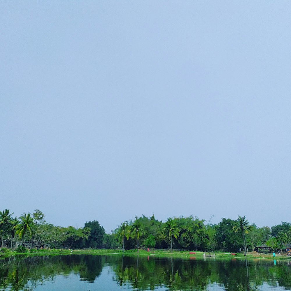 green trees beside lake under gray sky