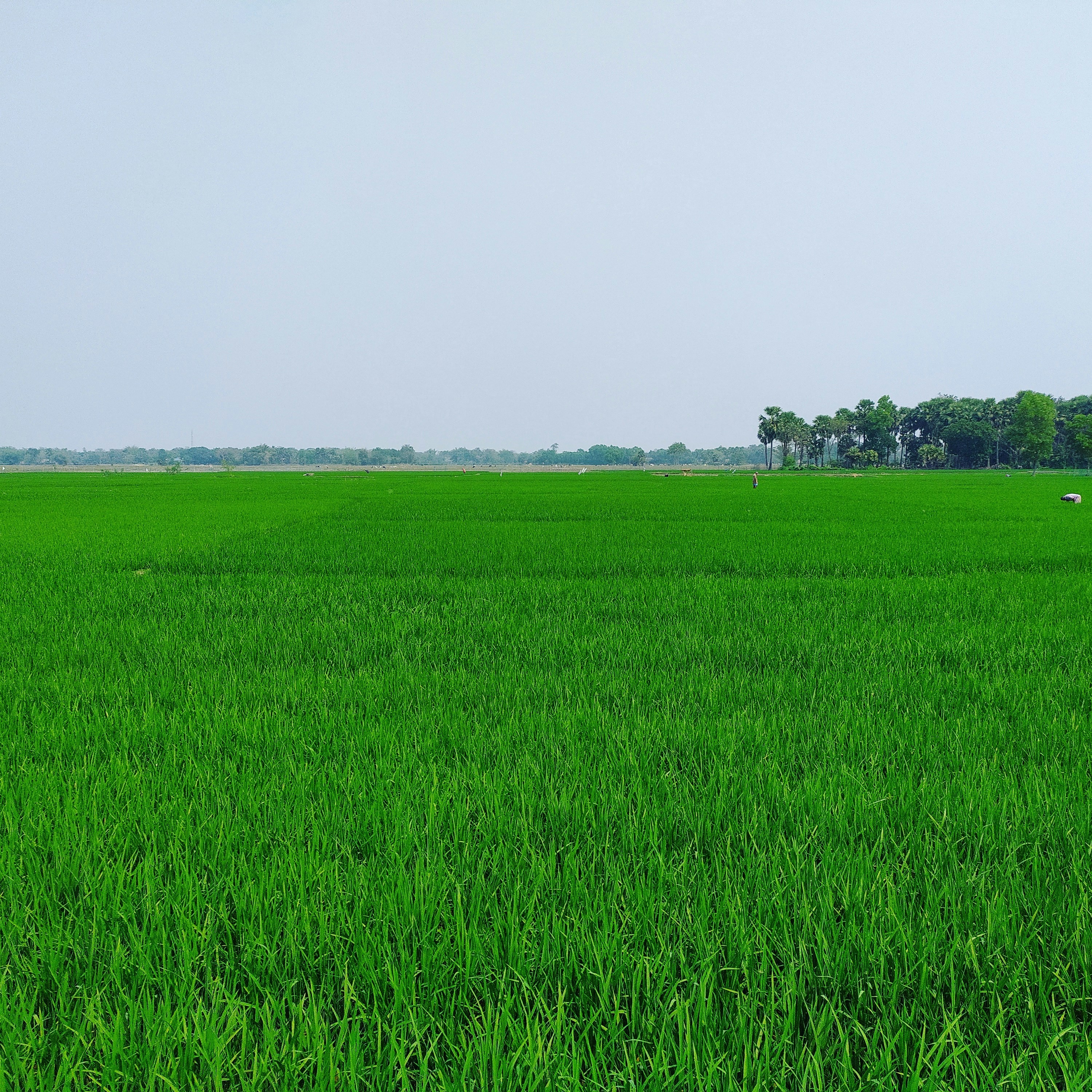 Photo by tapaskumartripathy