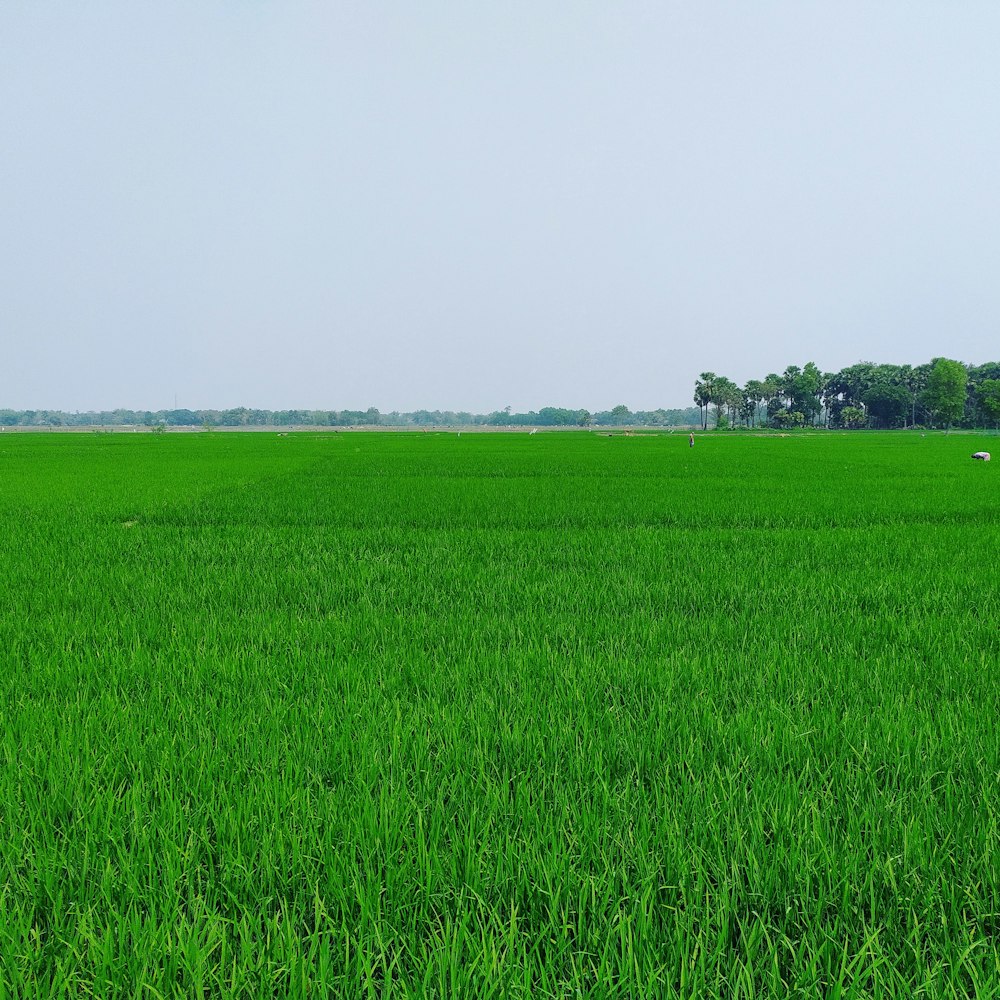 green grass field under white sky during daytime