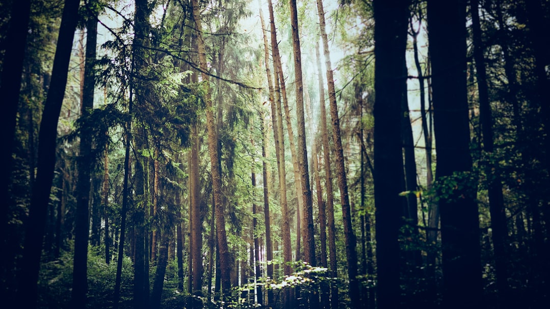 Forest photo spot Mering Neuschwanstein Castle