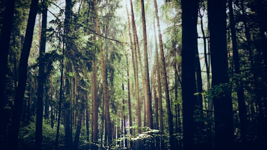 brown trees on forest during daytime in Mering Germany