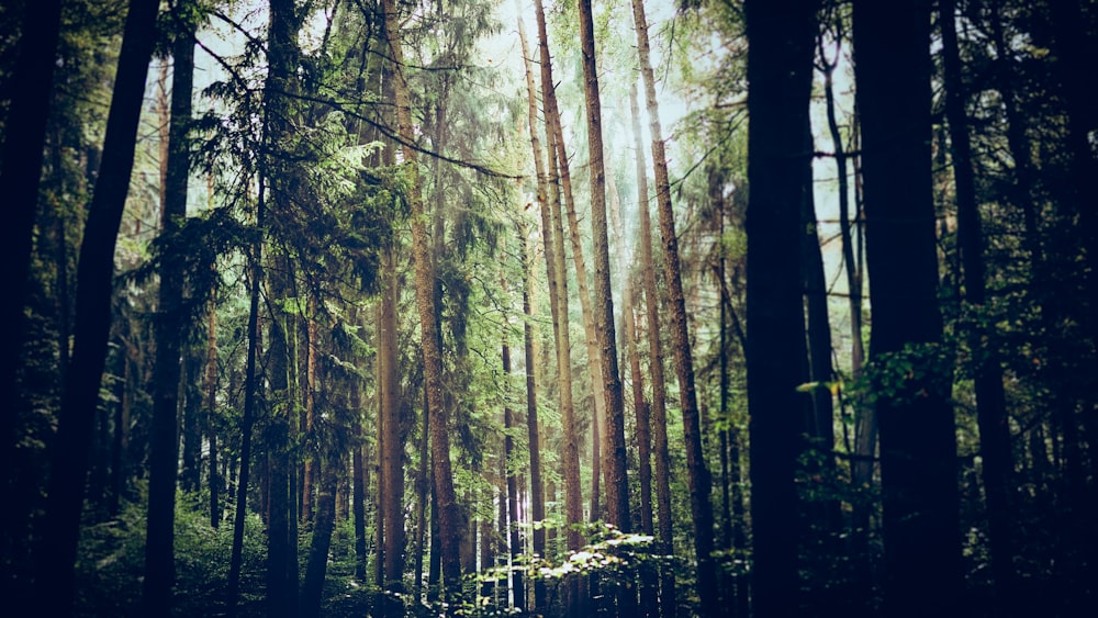 brown trees on forest during daytime