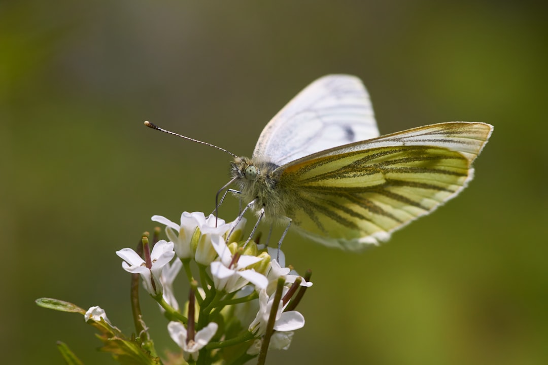 white and green butterfly perched on white flower in close up photography during daytime