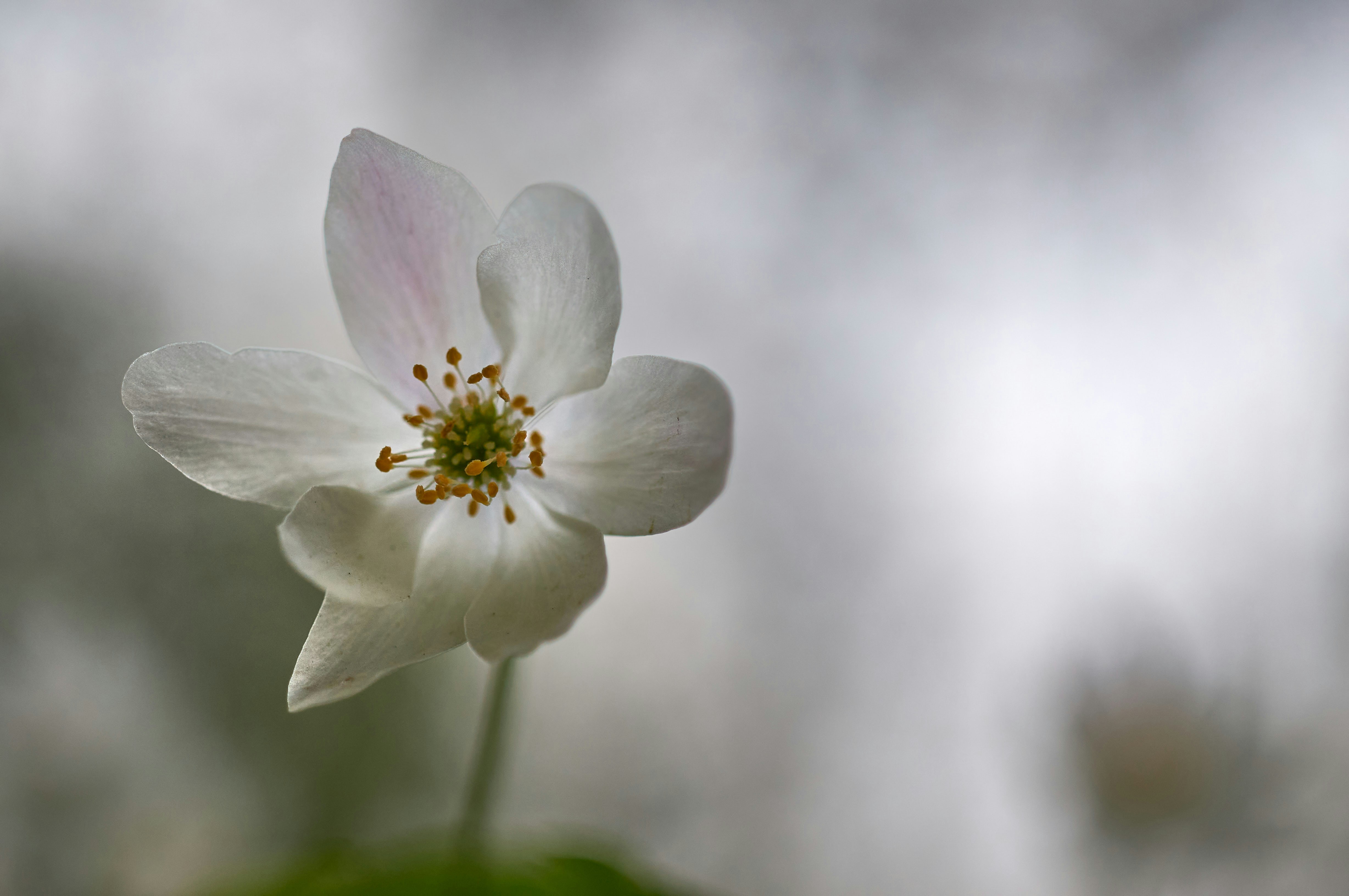 Photo by wolfgang_hasselmann