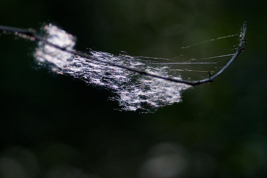 white spider web in close up photography