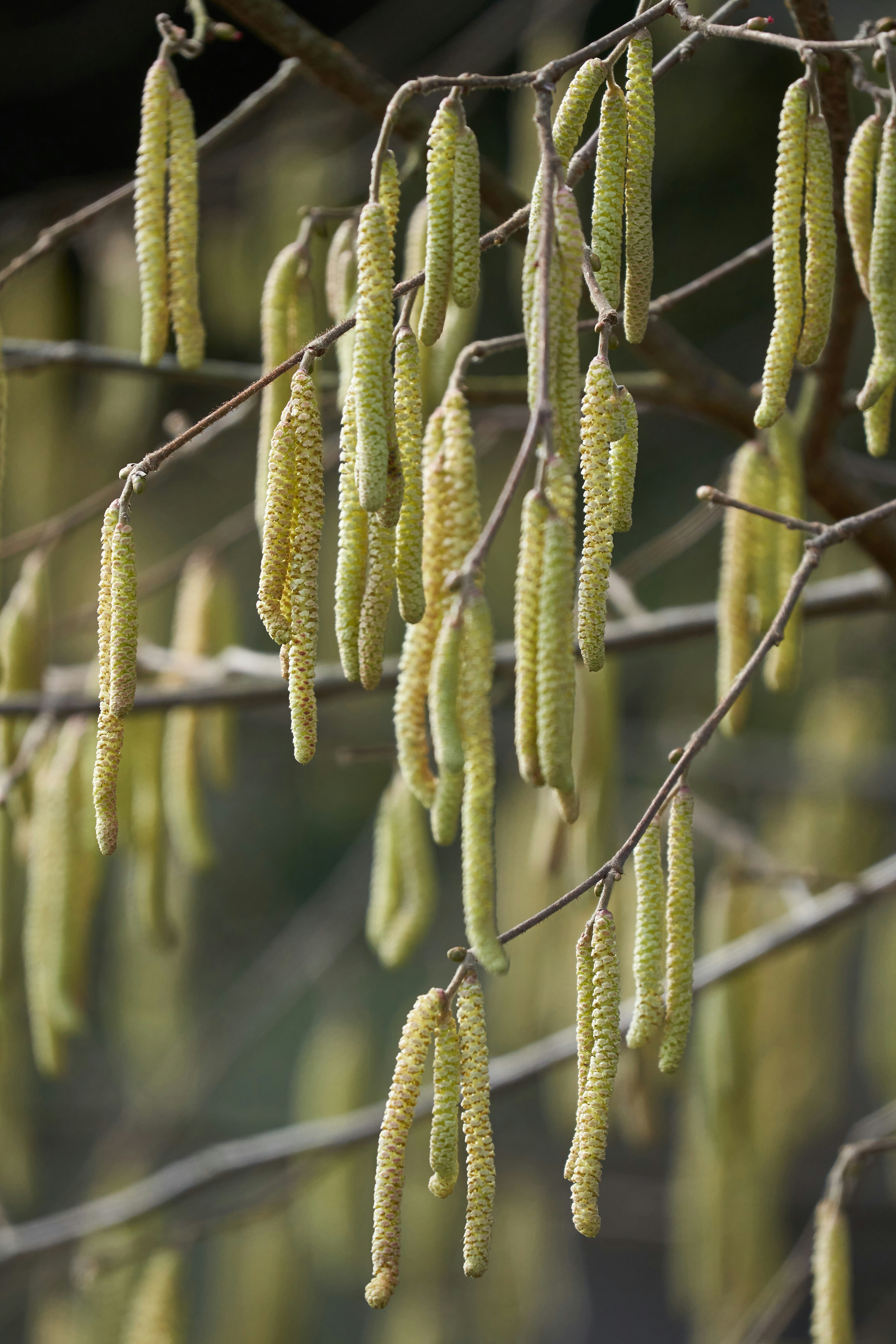 Photo by wolfgang_hasselmann