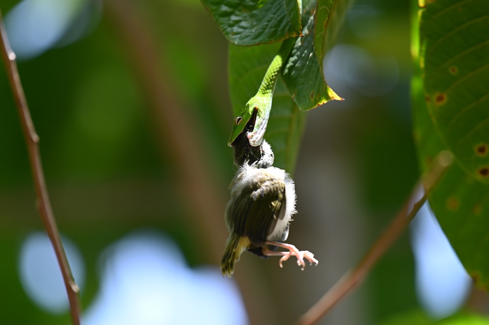 grüner und weißer Vogel am braunen Stiel