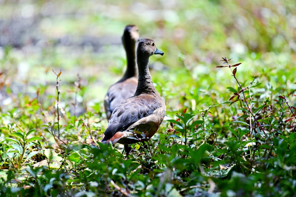 brown duck on green grass during daytime