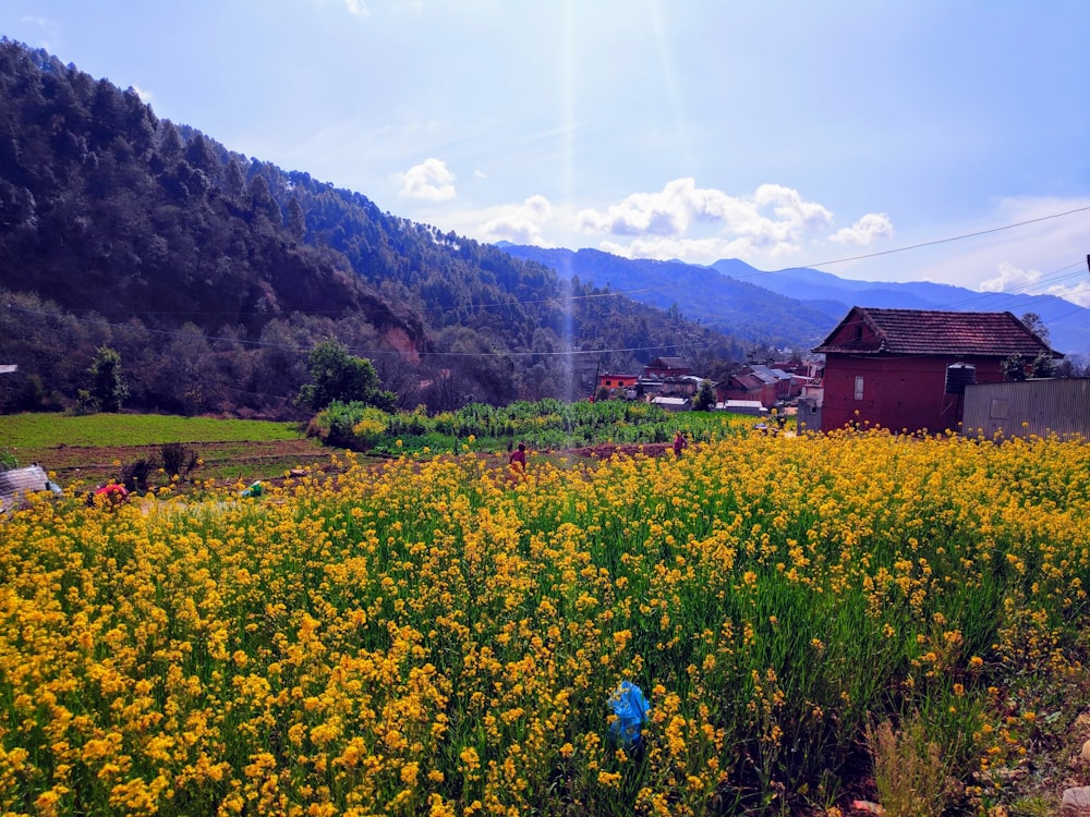 yellow flower field near brown wooden house during daytime