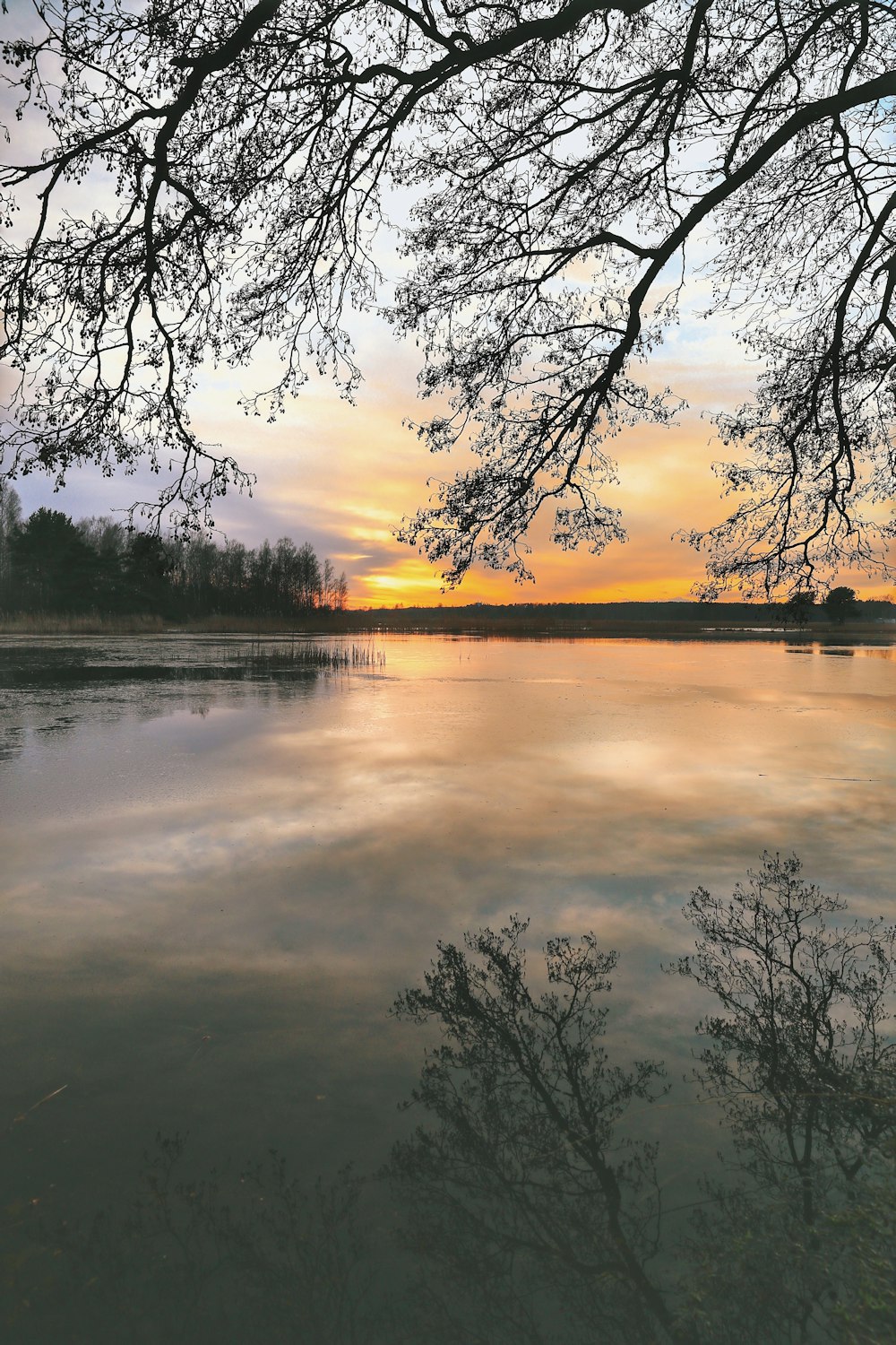 silhouette of trees near body of water during sunset