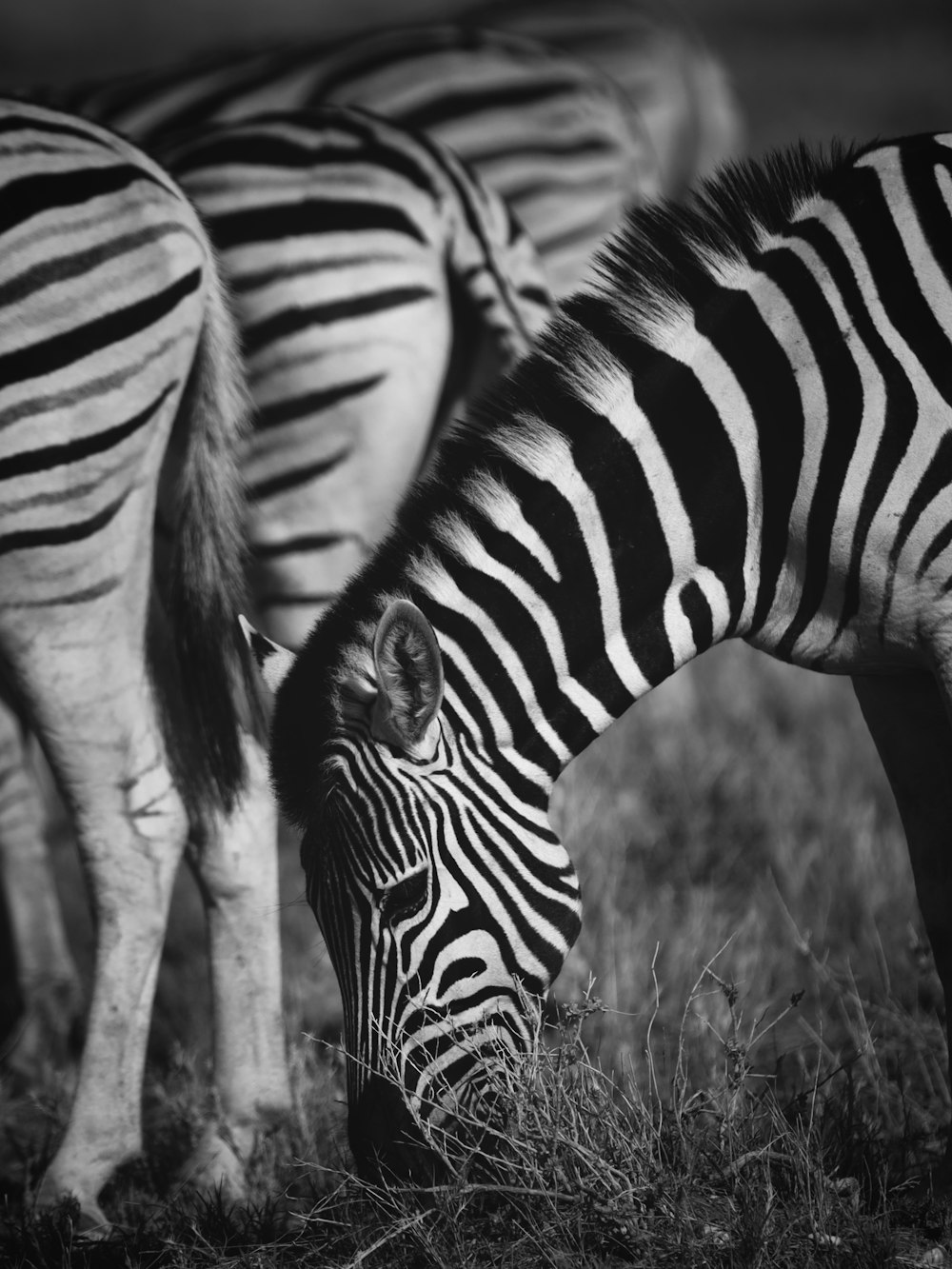 zebra in piedi sul campo di erba marrone