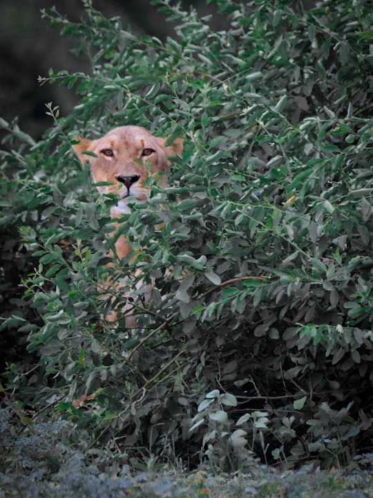 brown short coated dog on green leaves in Chobe National Park Botswana