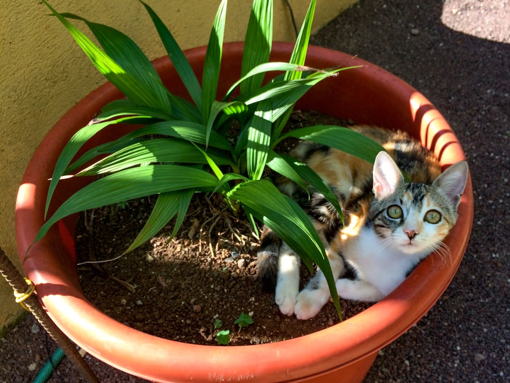 calico cat on brown plastic pot