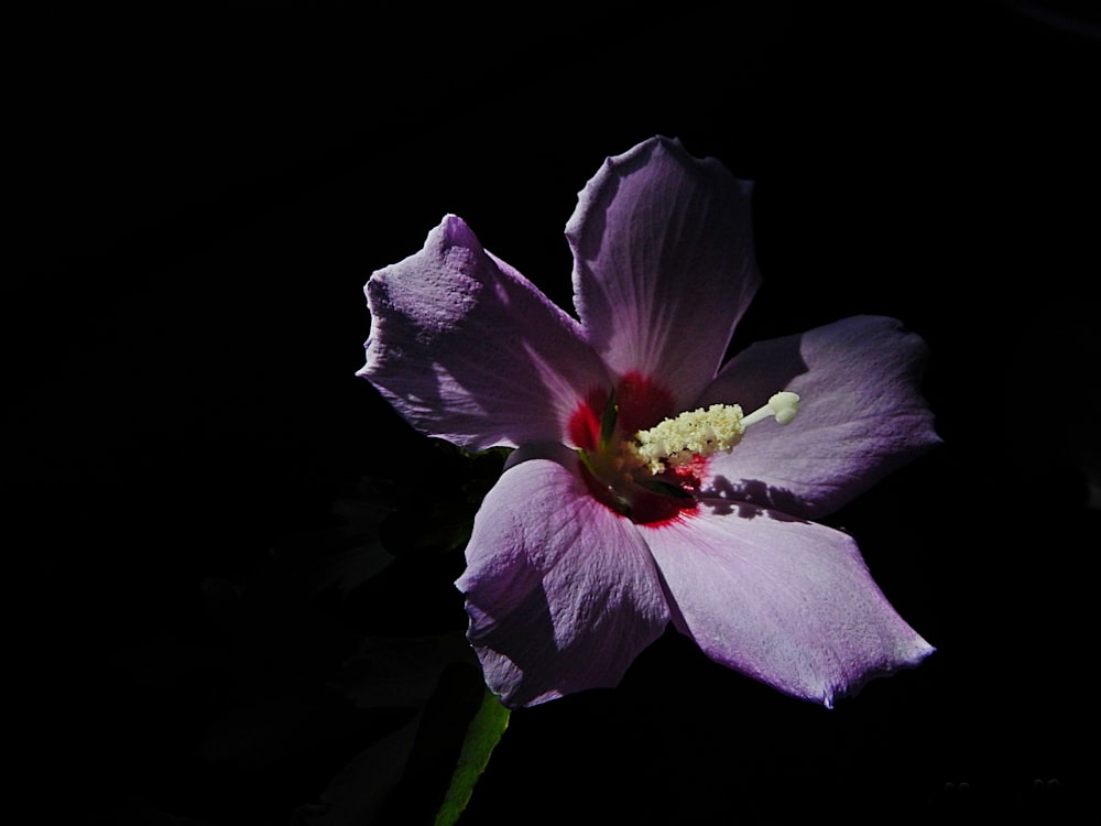 purple flower in black background