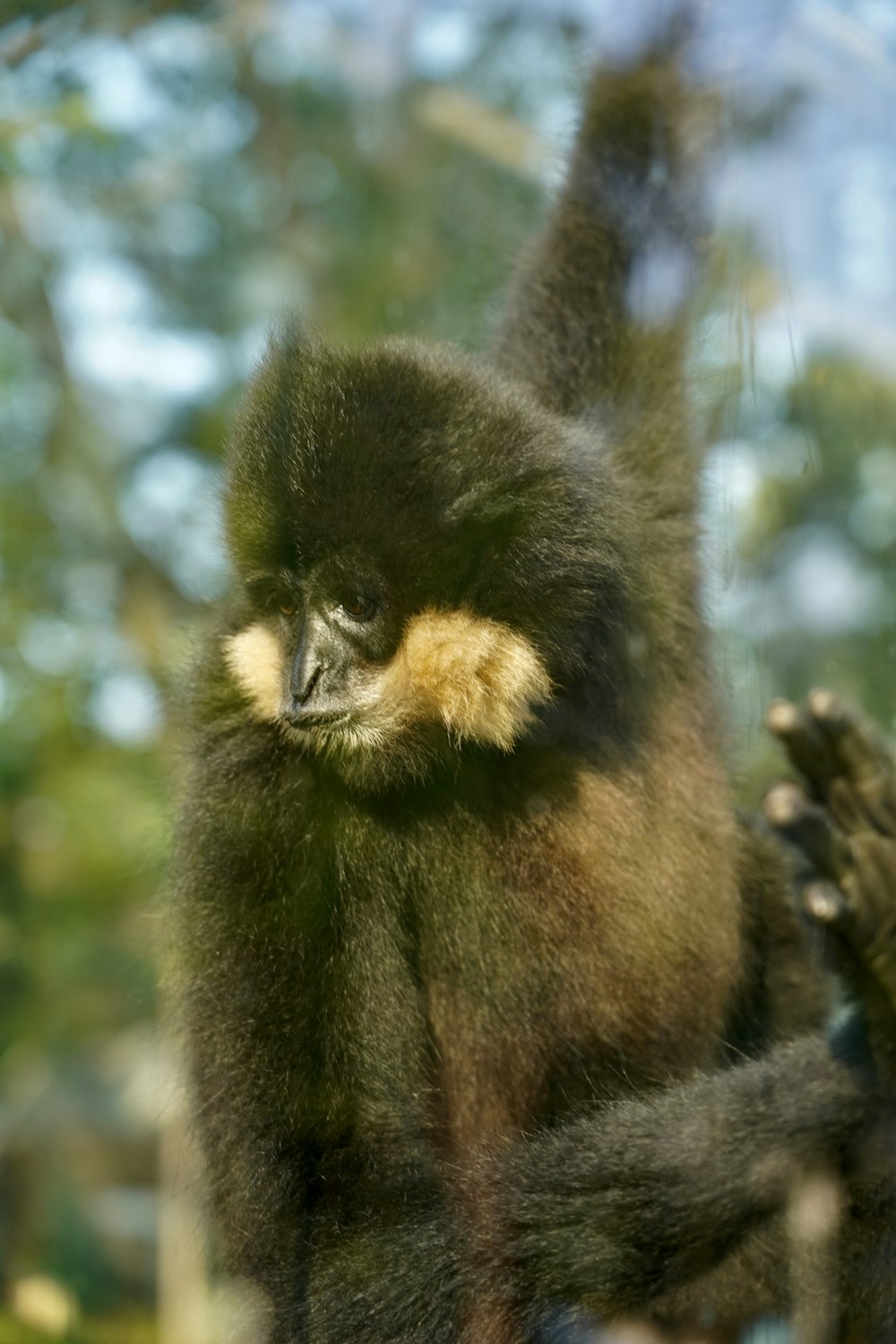 black and brown monkey on tree branch during daytime