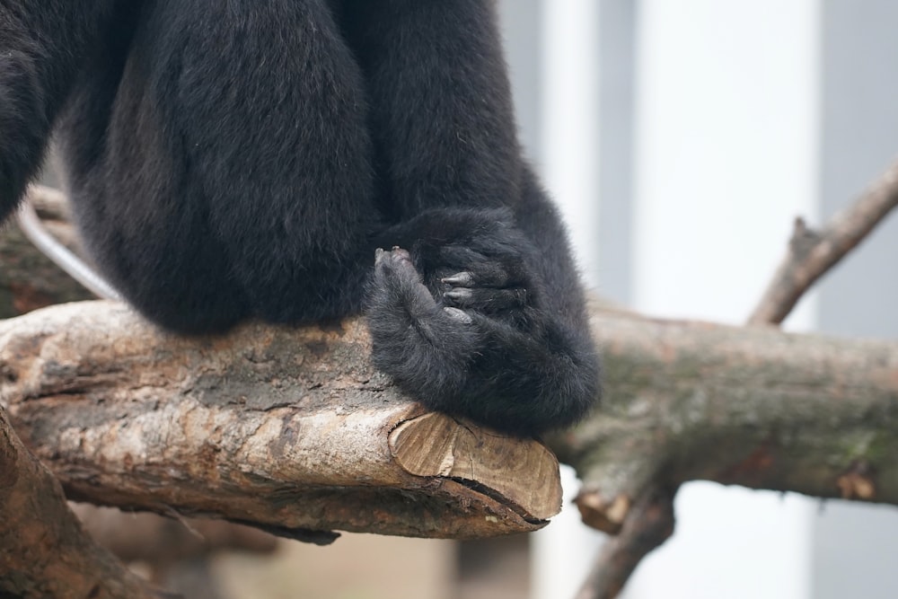 black monkey on brown wooden branch