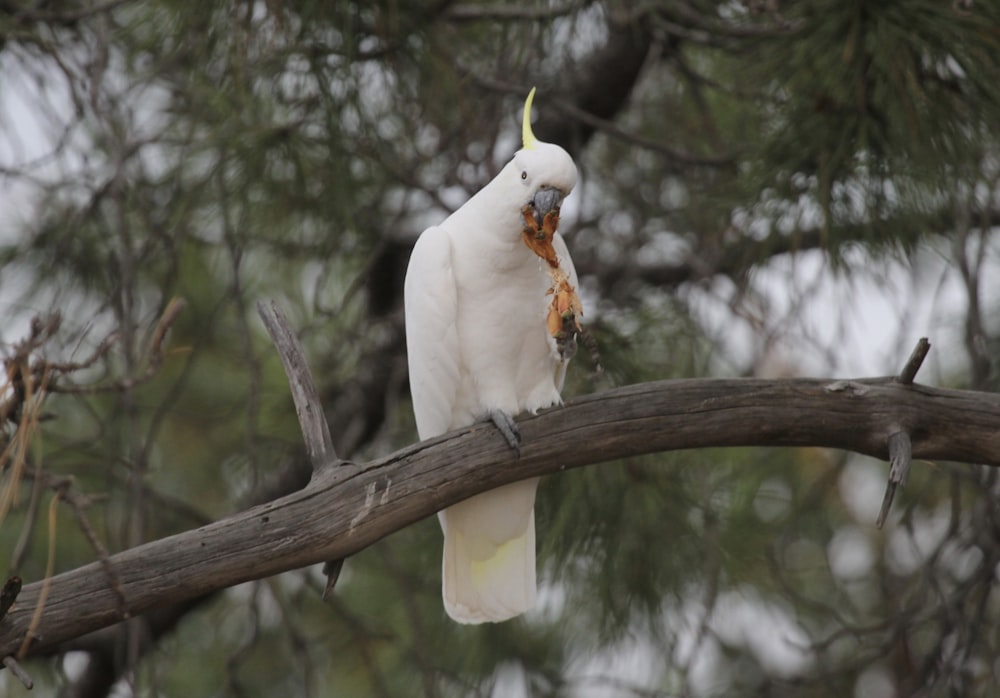 white bird on brown tree branch during daytime