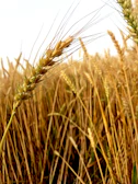 Close-up of ripe golden wheat swaying gently in the sunlight.