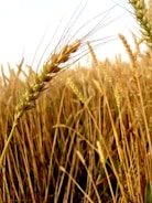 A close-up view of ripe wheat in a field, showcasing golden ears swaying gently in the breeze under the bright sunlight. The image captures the texture and detail of the wheat grains, with stalks stretching towards the sky.