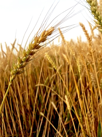 Close-up of ripe wheat ready for harvest at Ferme de Promelles.