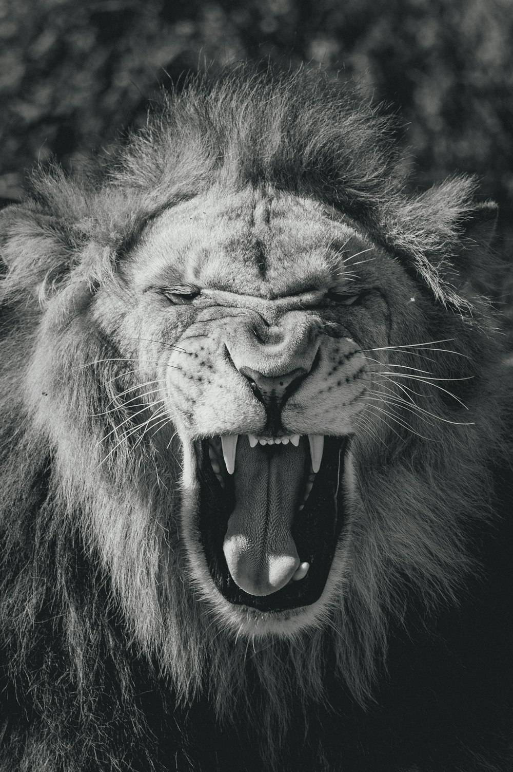 illustrazione del leone in bianco e nero