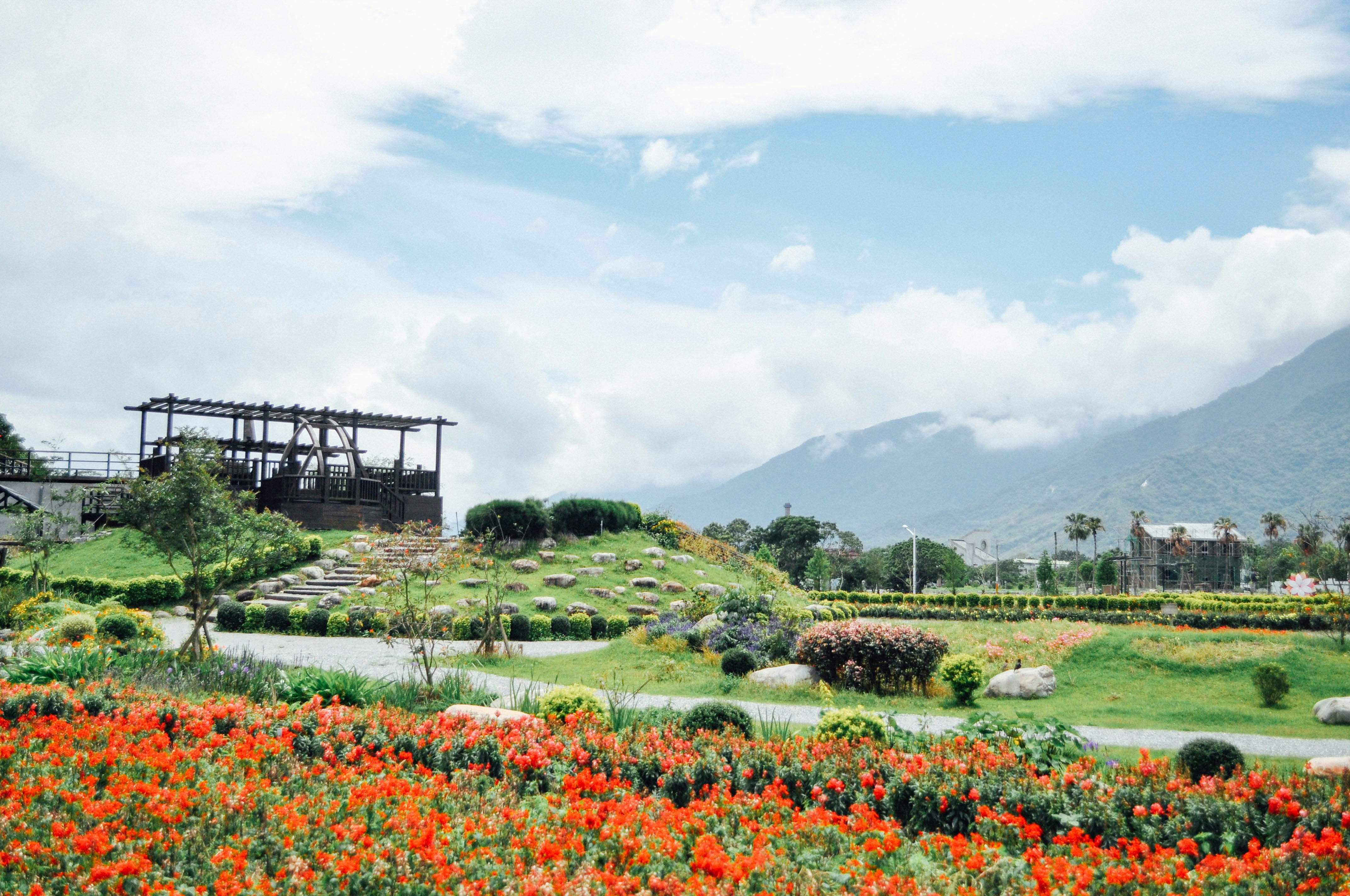 red flowers on green grass field during daytime