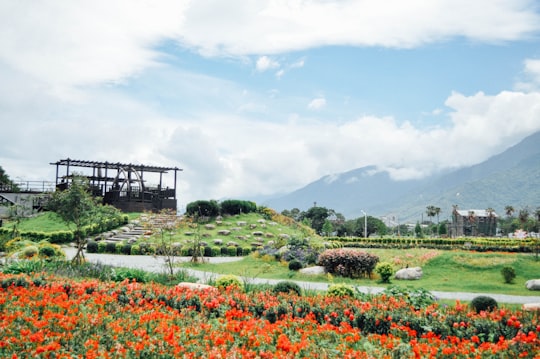 red flowers on green grass field during daytime in Taitung County Taiwan