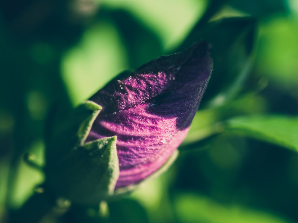 purple flower in tilt shift lens