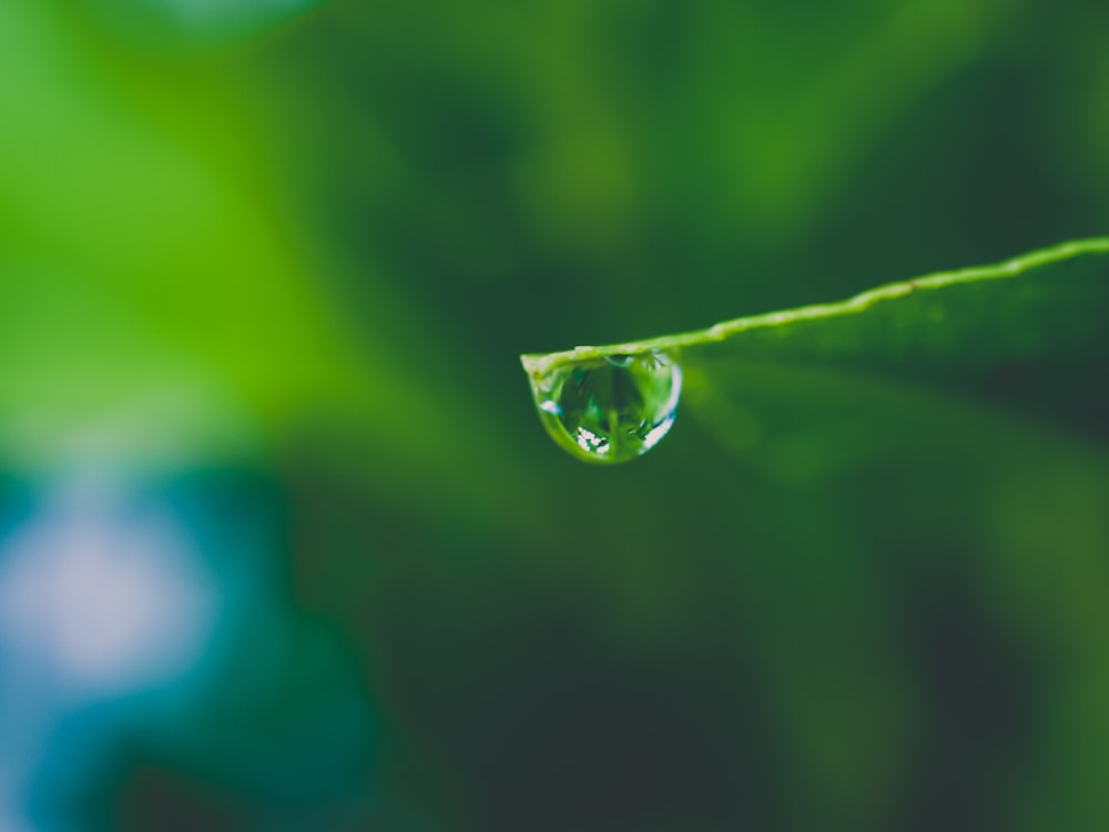 water drop on green leaf