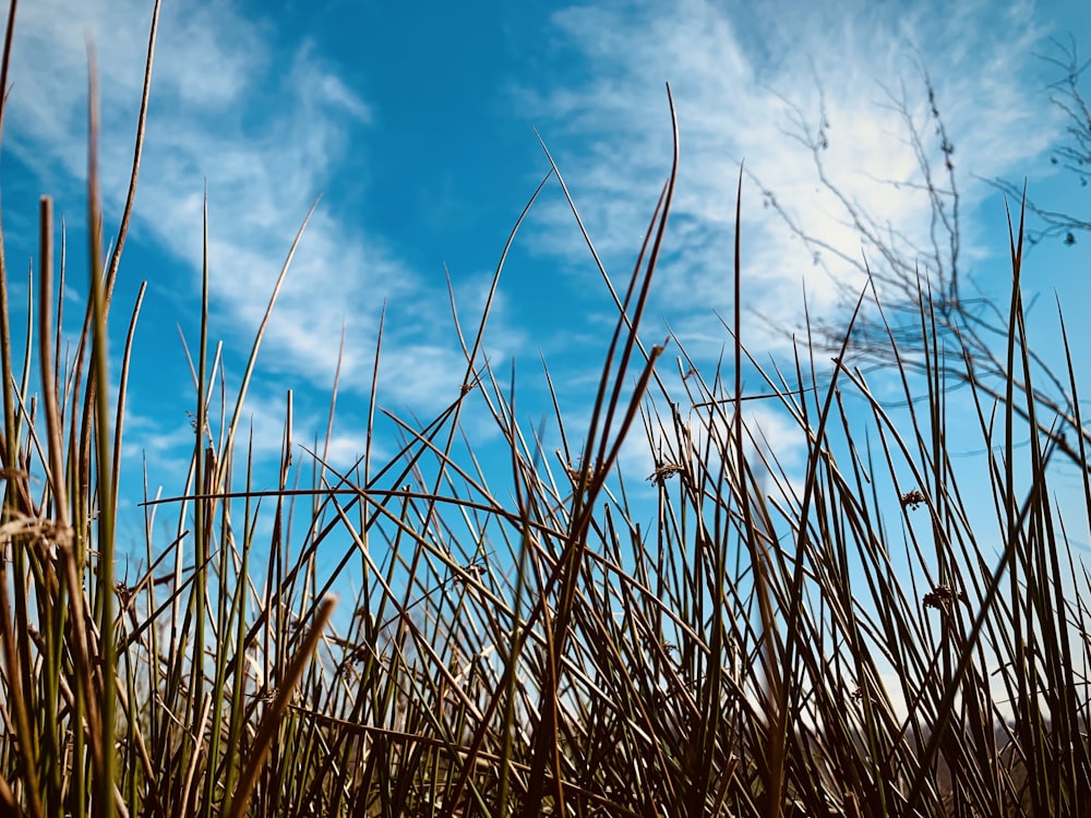 green grass under blue sky during daytime