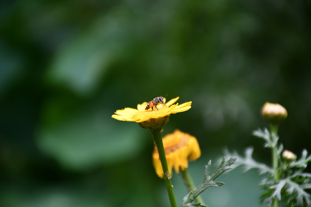 yellow flower in tilt shift lens