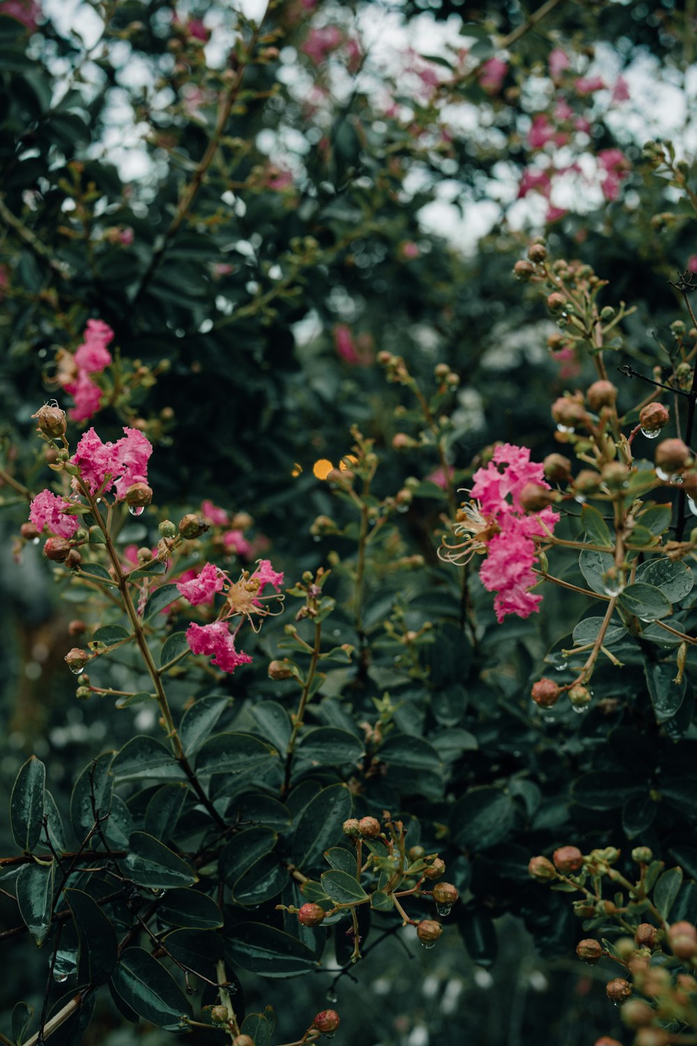 pink flowers with green leaves