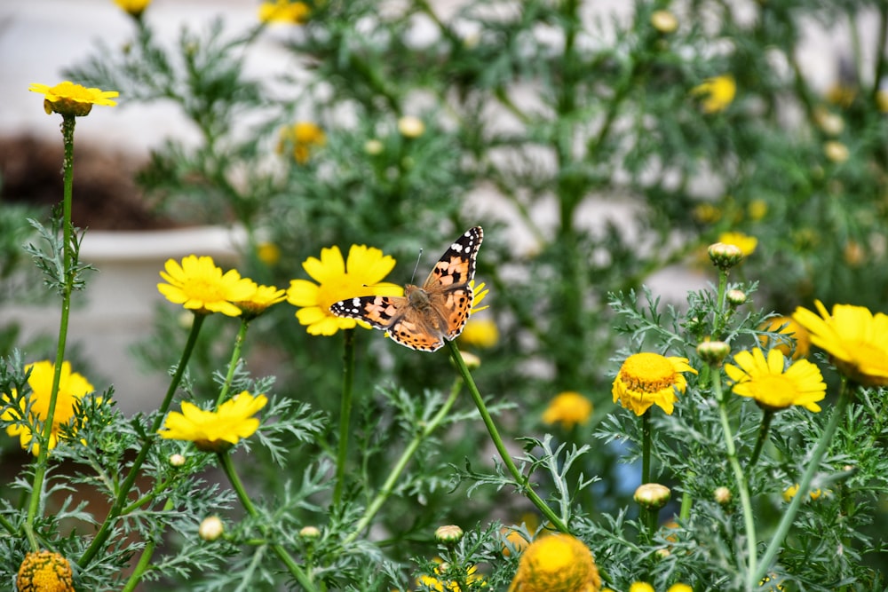 tiger swallowtail butterfly perched on yellow flower in close up photography during daytime