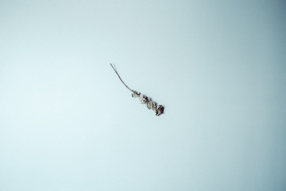 brown and black bee on blue sky