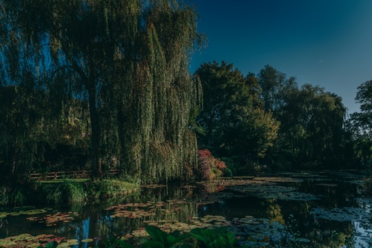 green trees beside river during daytime in Fondation Claude Monet France