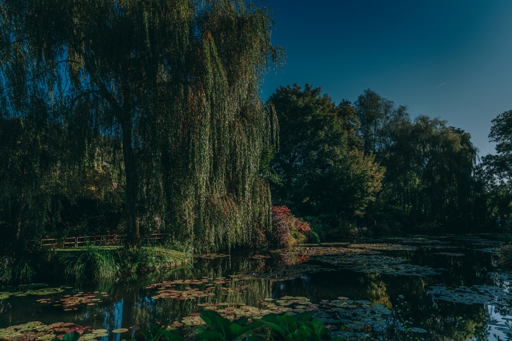 green trees beside river during daytime