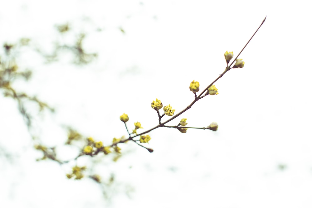 yellow flower buds in tilt shift lens