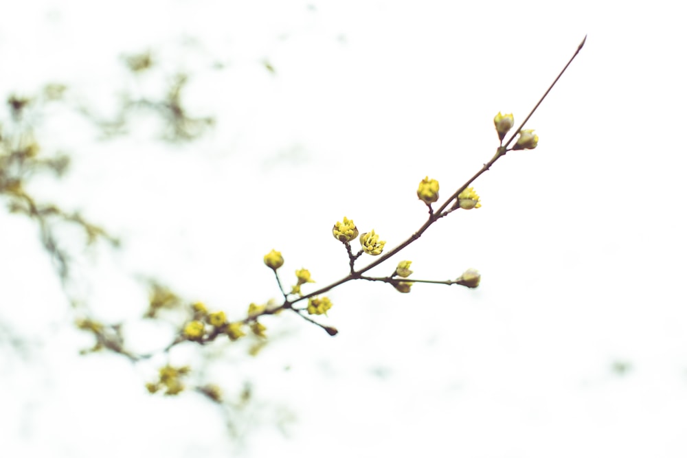 Boccioli di fiori gialli in lente tilt shift