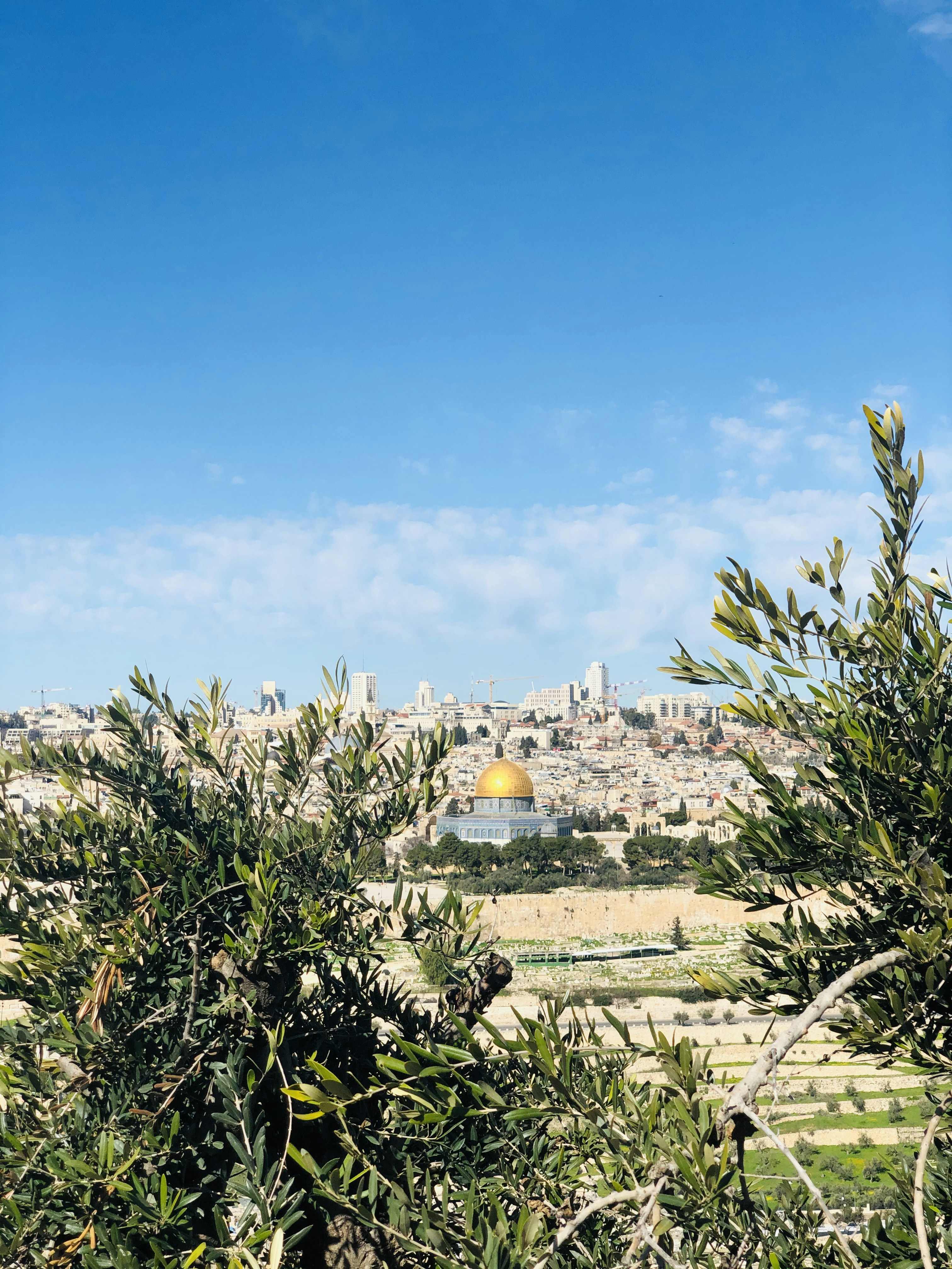 green plant on brown sand during daytime