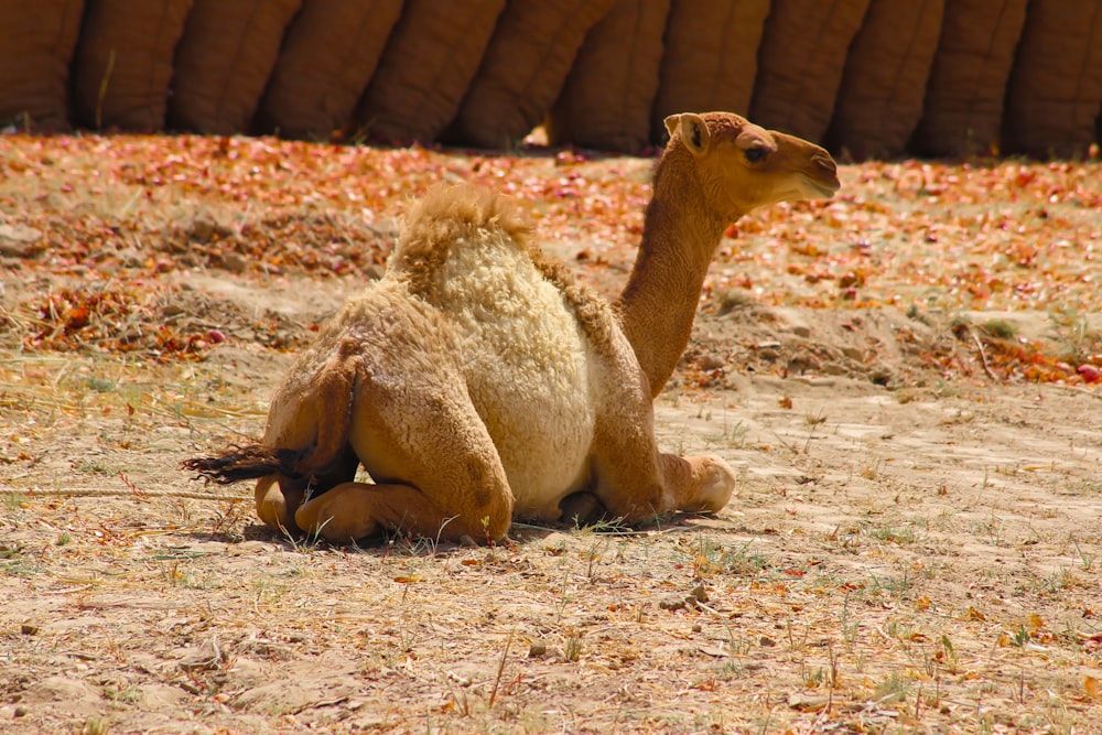 chameau brun couché sur du sable brun pendant la journée