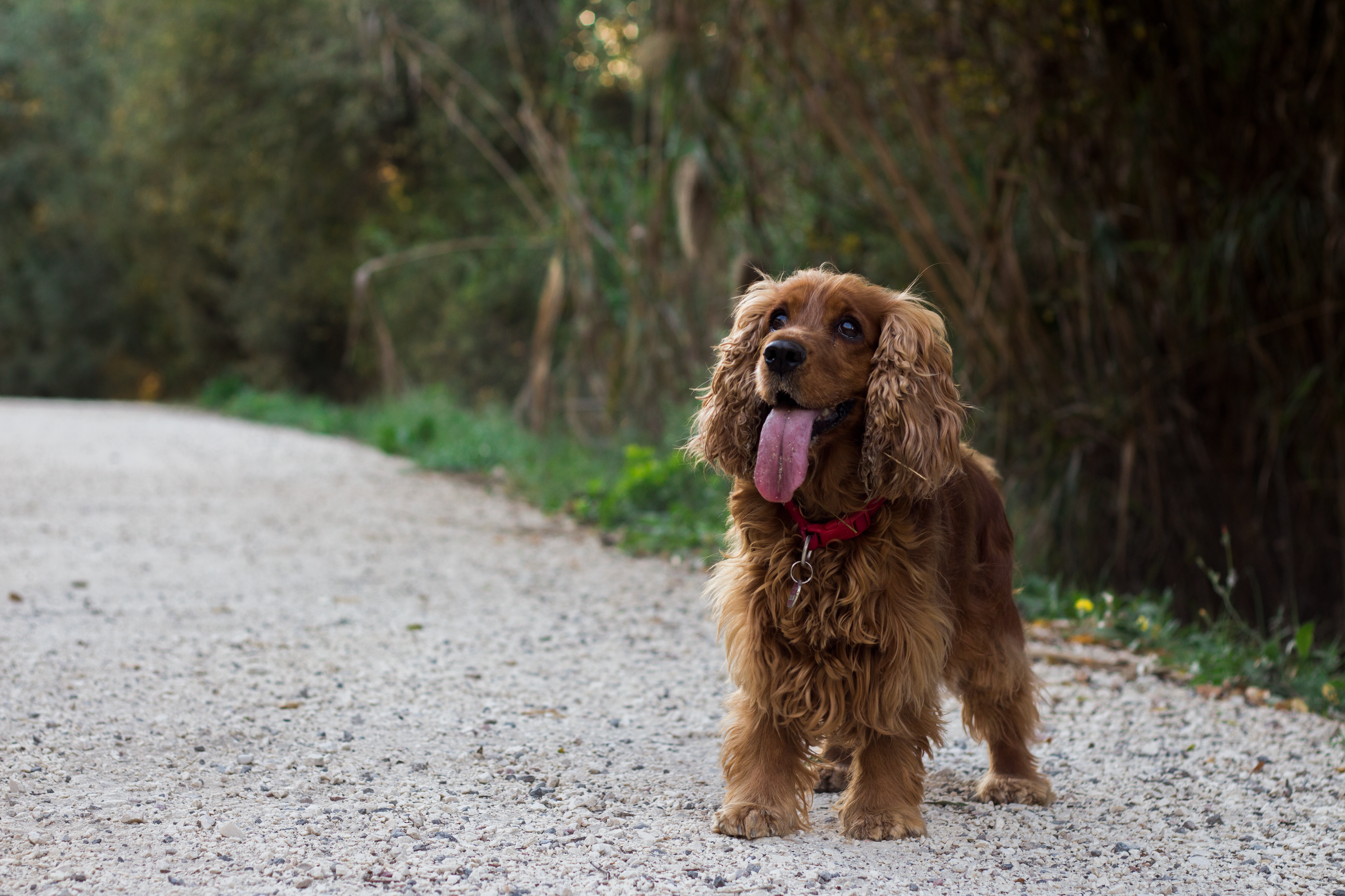 Photo by daviderades