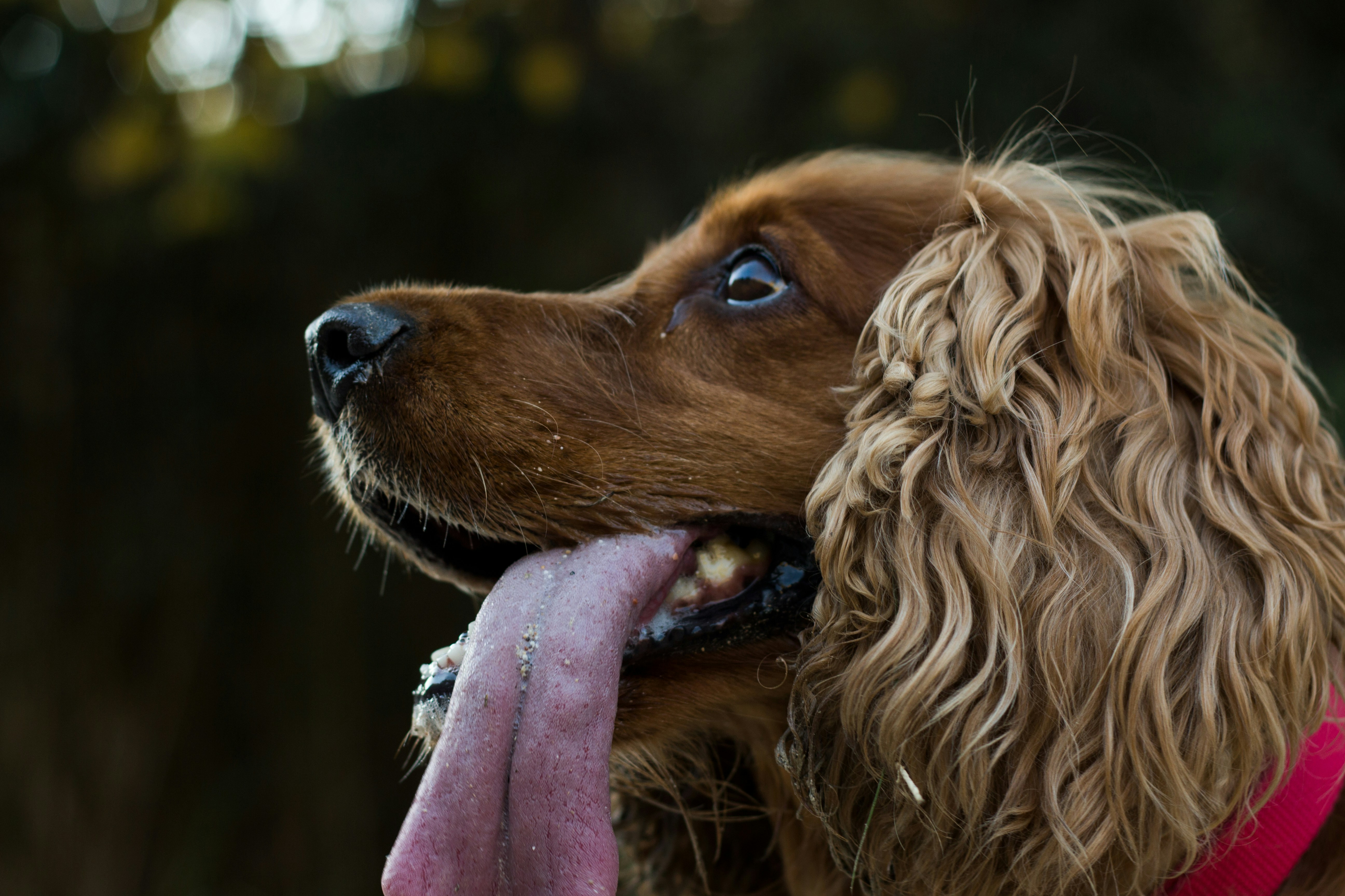 Photo by daviderades