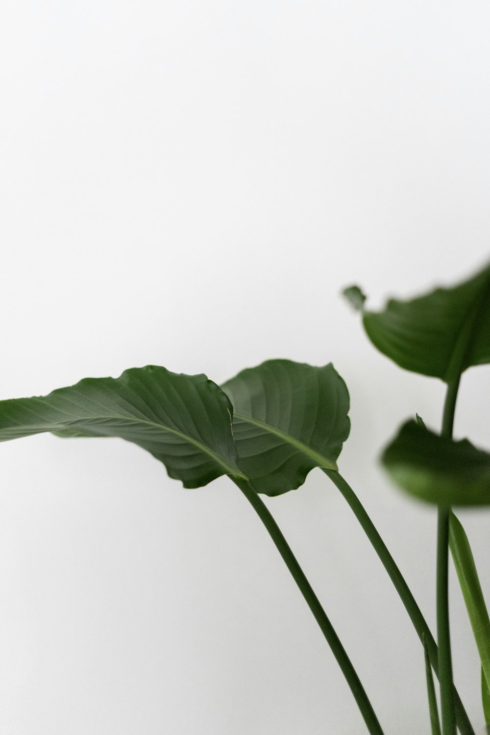 green leaf in close up photography