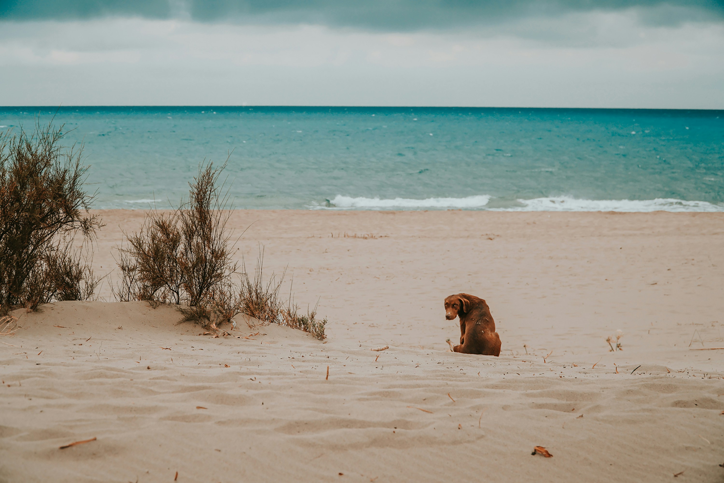 brown short coated dog lying on brown sand near body of water during daytime