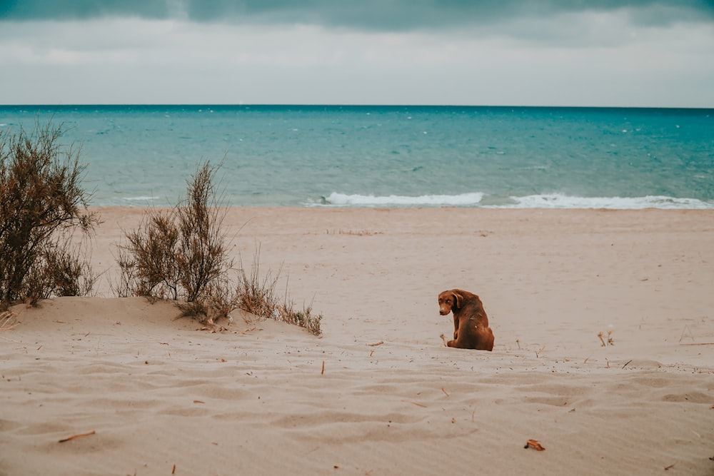 brown short coated dog lying on brown sand near body of water during daytime