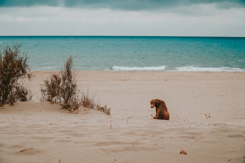 Chien brun à poil court couché sur du sable brun près d’un plan d’eau pendant la journée