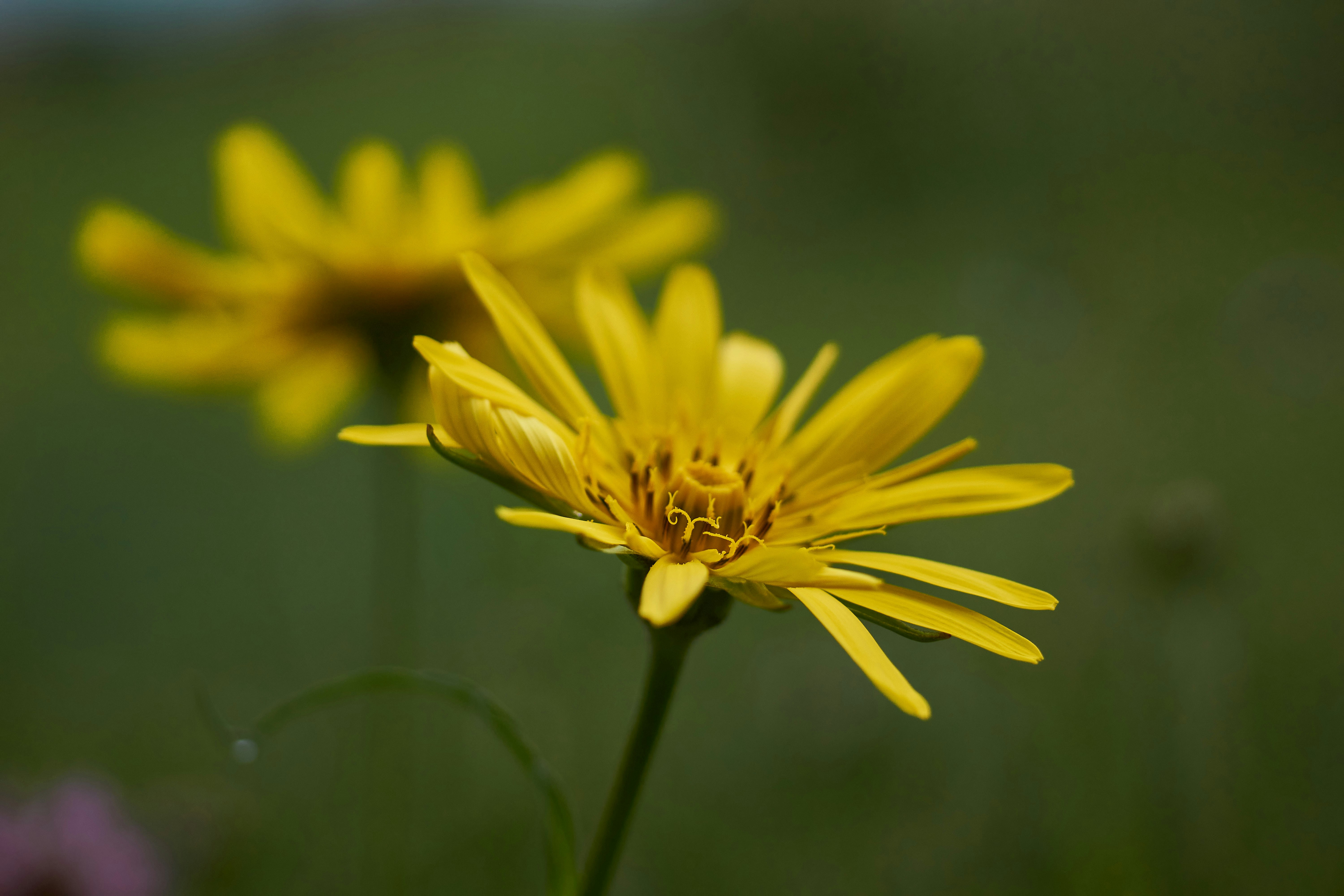 Photo by wolfgang_hasselmann