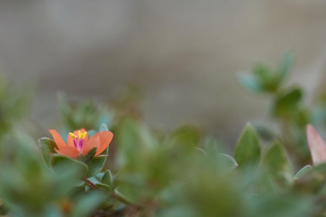 orange flower in tilt shift lens